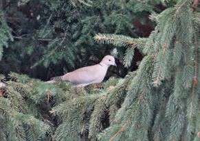 Eurasian Collared-Dove - ML69678321