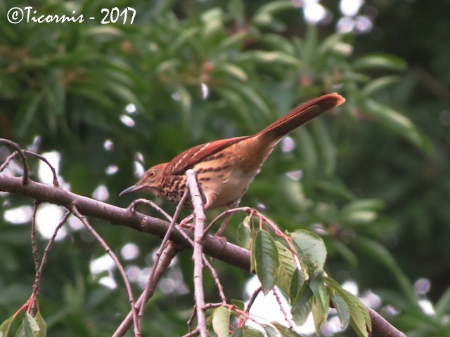 Brown Thrasher - ML69680481