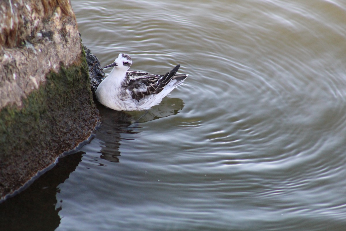 Red-necked Phalarope - Megan Q