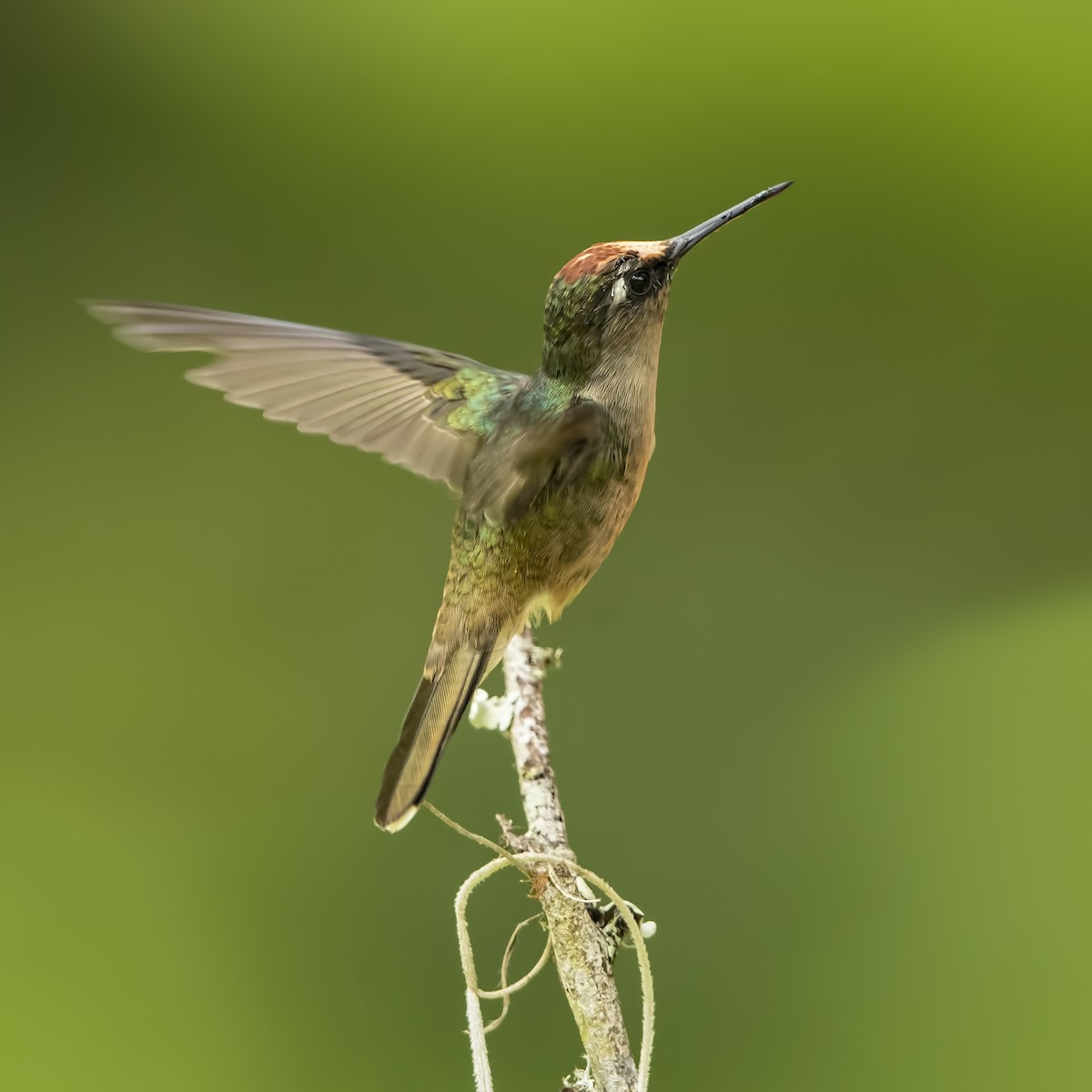 kolibřík čepičatý - ML69682681