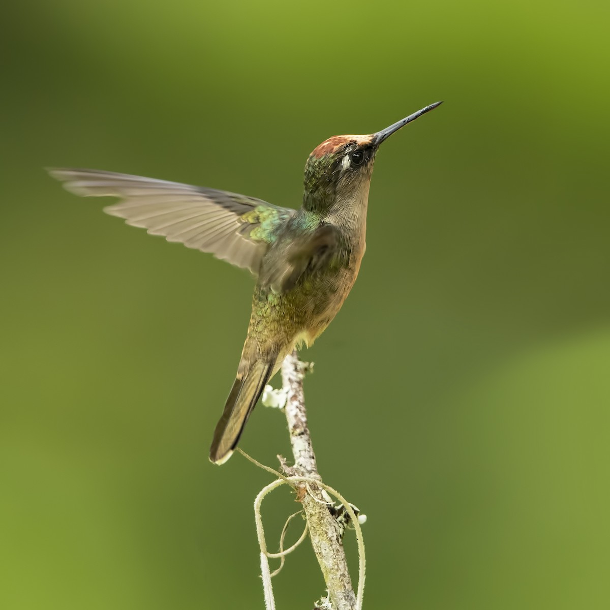 Colibrí Florido de Tolima - ML69682681