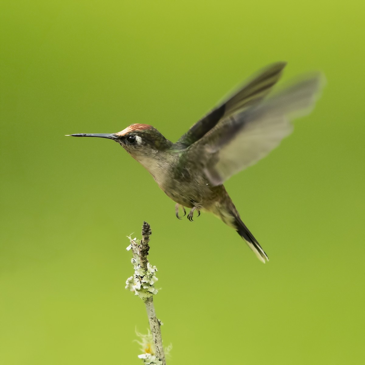 Colibrí Florido de Tolima - ML69682711