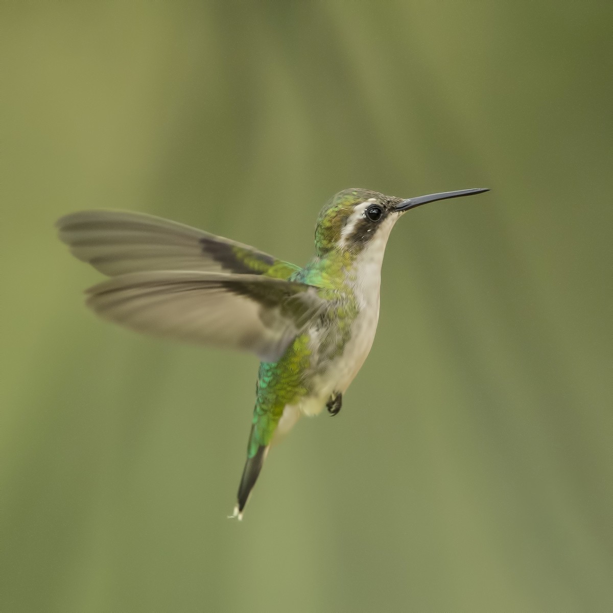 Red-billed Emerald - Peter Hawrylyshyn