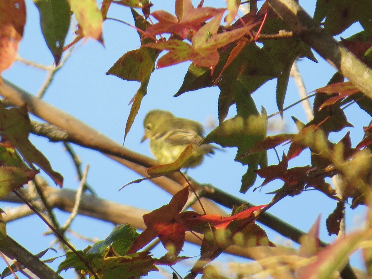 Moucherolle à ventre jaune - ML69683291