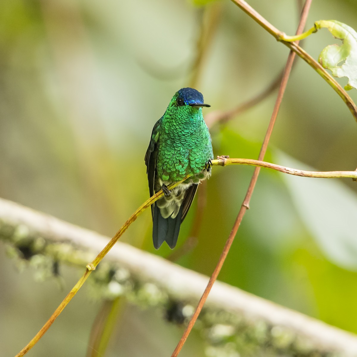 Indigo-capped Hummingbird - Peter Hawrylyshyn
