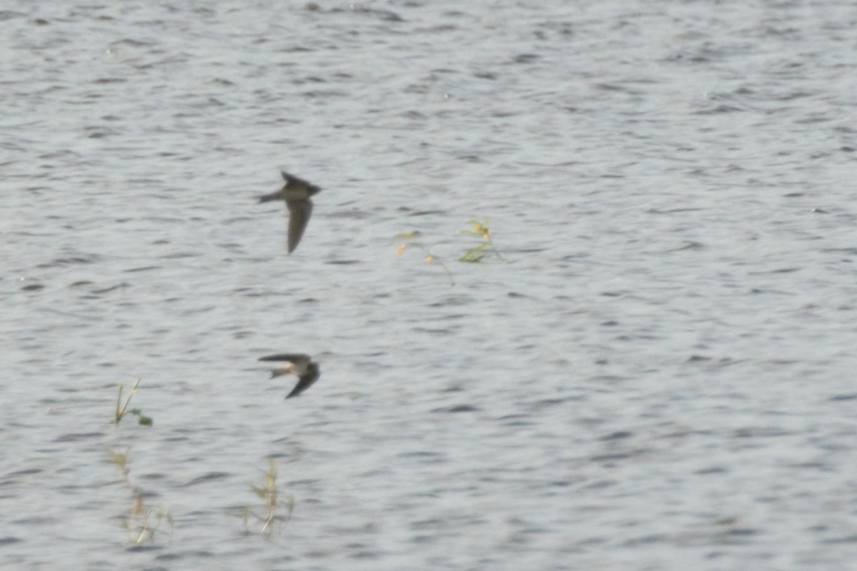 Barn Swallow - ML69685381