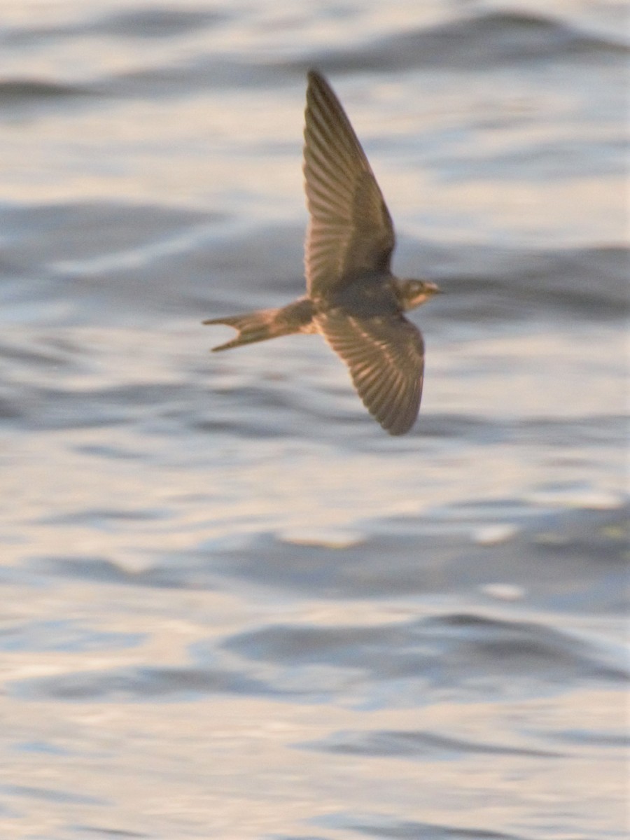 Barn Swallow - ML69685391