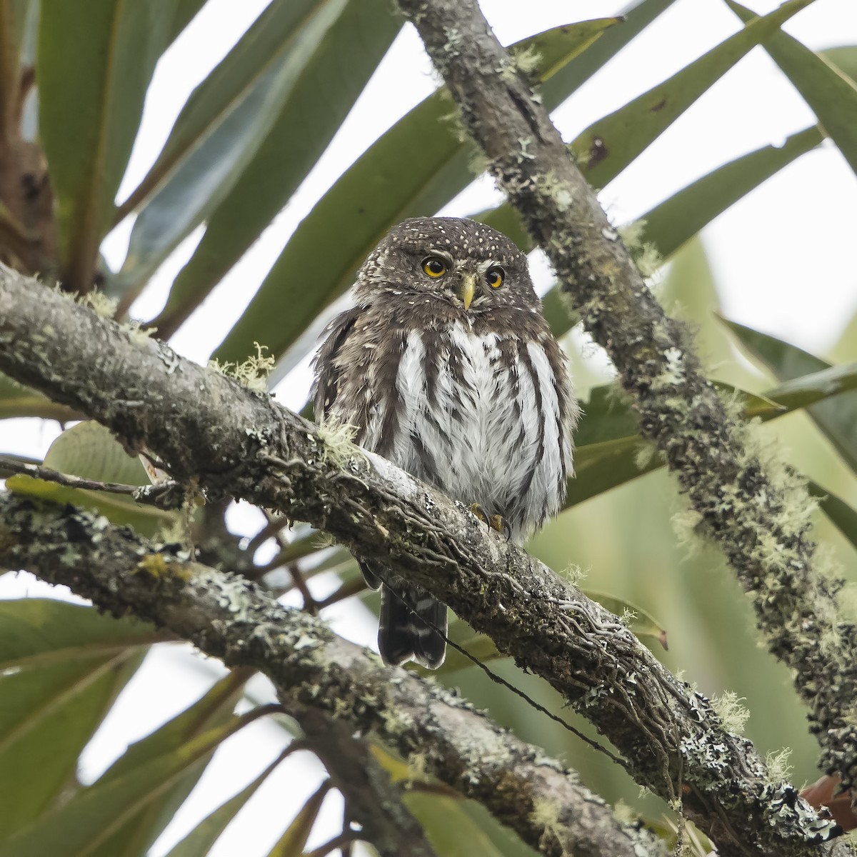 Andean Pygmy-Owl - Peter Hawrylyshyn