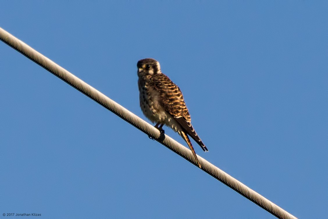 American Kestrel - ML69686151