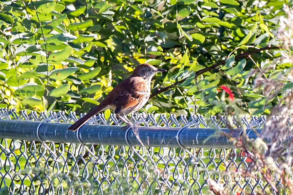 Brown Thrasher - ML69686211