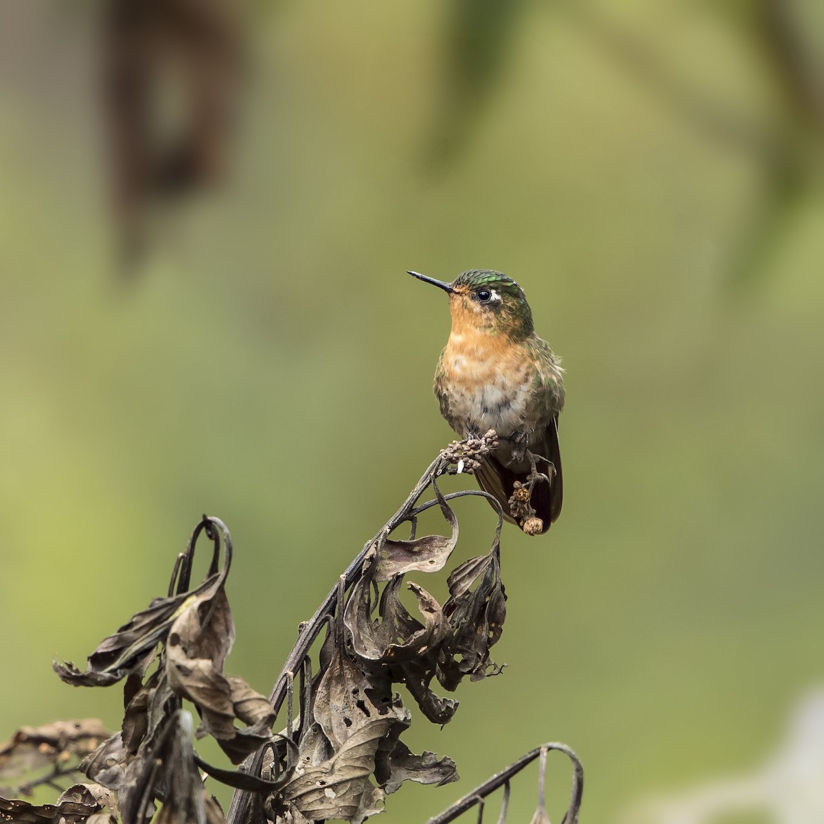 kolibřík dřišťálový - ML69686881