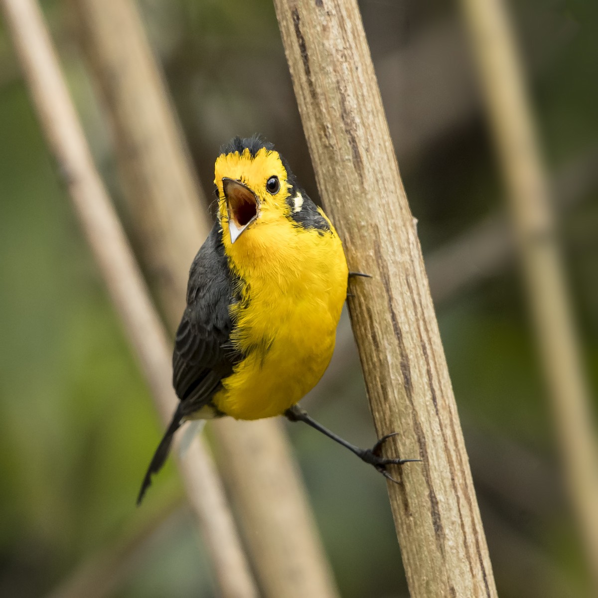 Golden-fronted Redstart - ML69688001