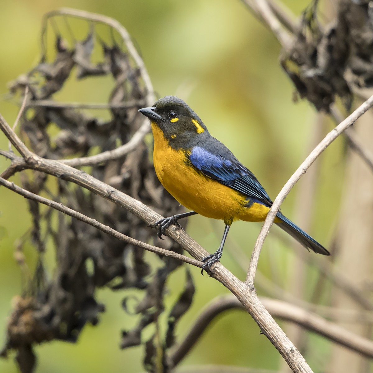 Lacrimose Mountain Tanager - Peter Hawrylyshyn