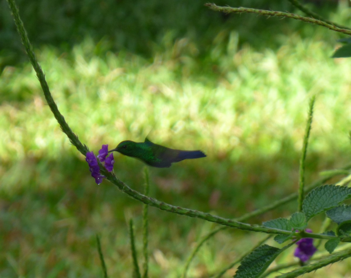 Blue-vented Hummingbird - ML69689971