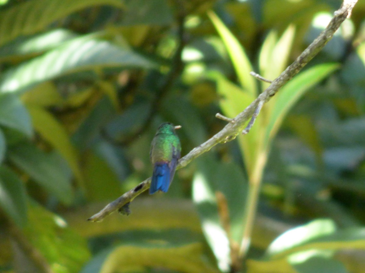 Blue-vented Hummingbird - ML69689981
