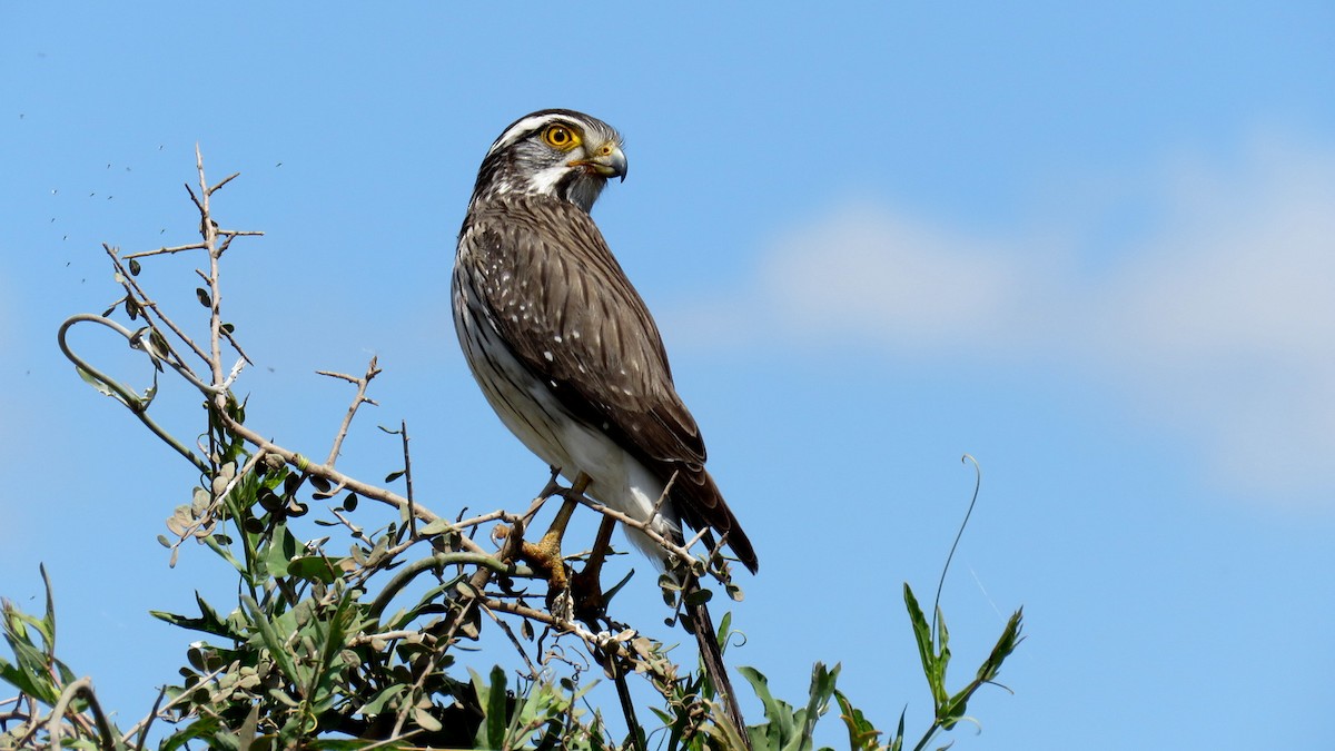 Spot-winged Falconet - Patricio Cowper Coles
