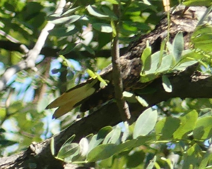 Eastern Whip-poor-will - ML69693151
