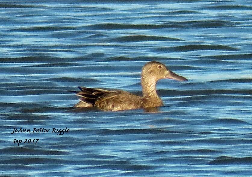 Northern Shoveler - JoAnn Potter Riggle 🦤