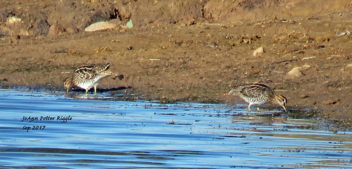 Wilson's Snipe - ML69695361