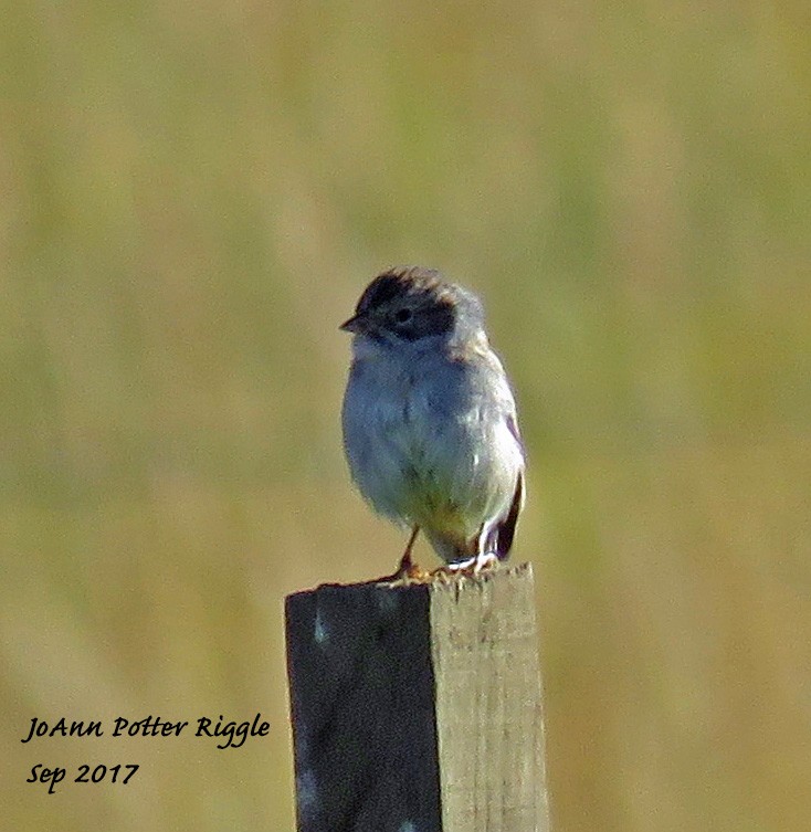 Brewer's Sparrow - JoAnn Potter Riggle 🦤