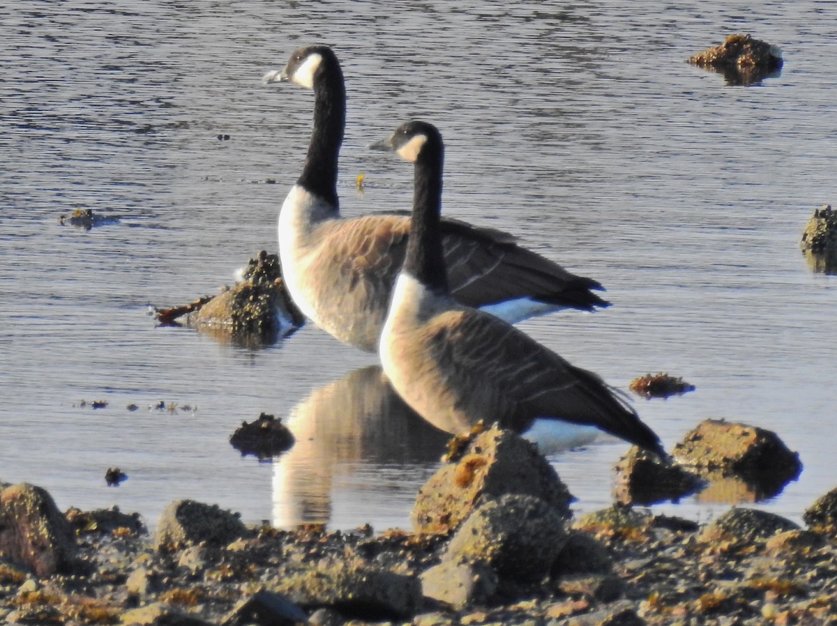 Canada Goose - ML69697611