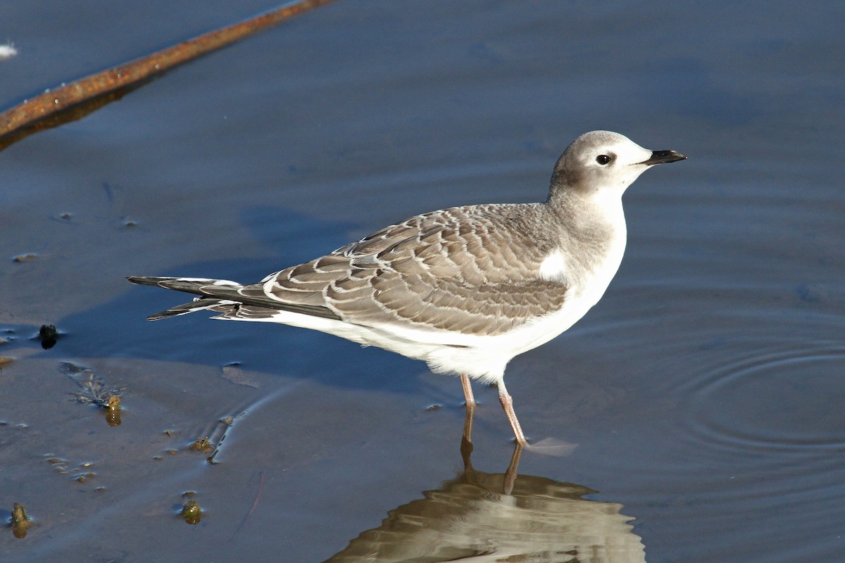 Sabine's Gull - Jamie Chavez