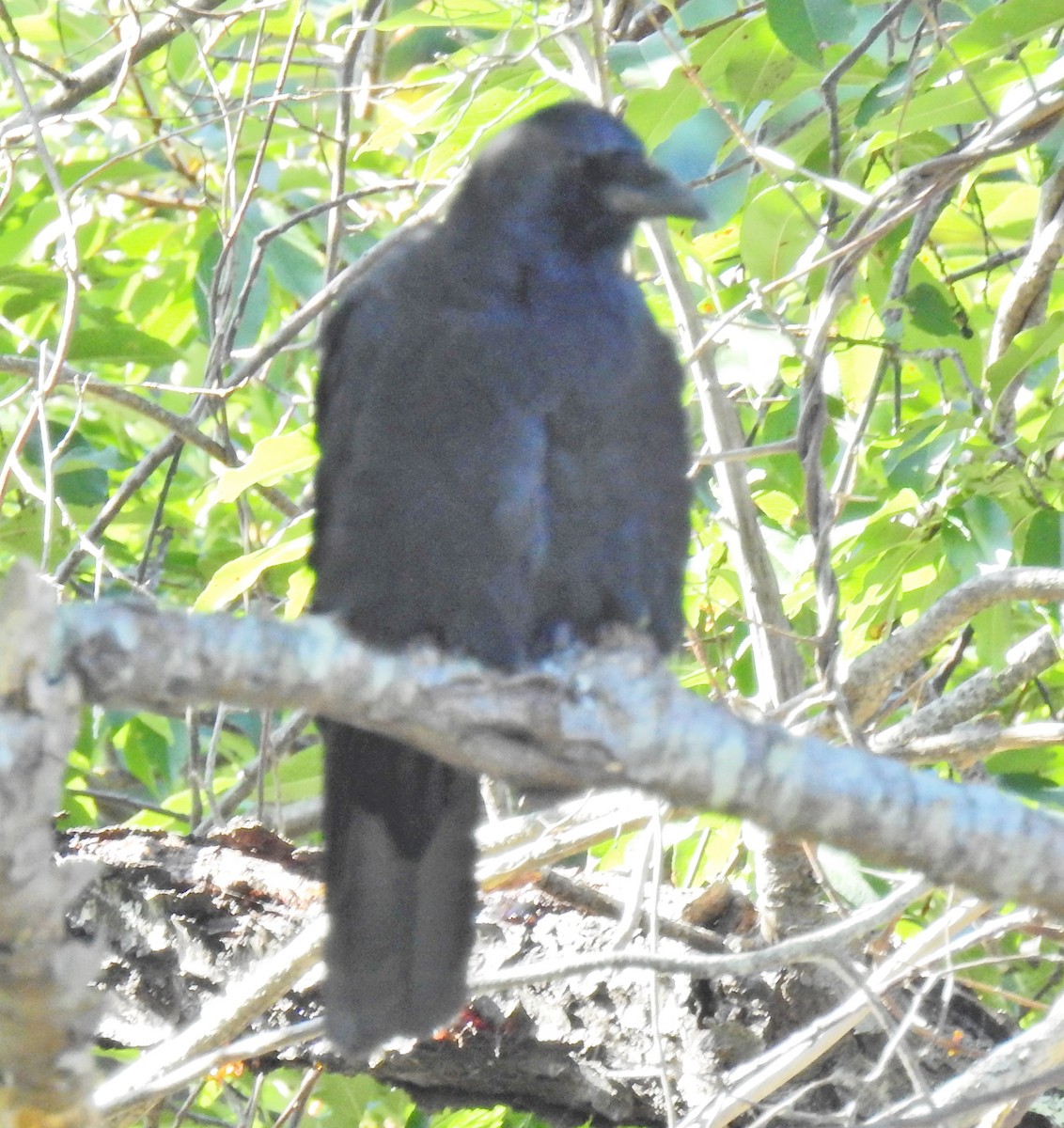 American Crow - ML69697741