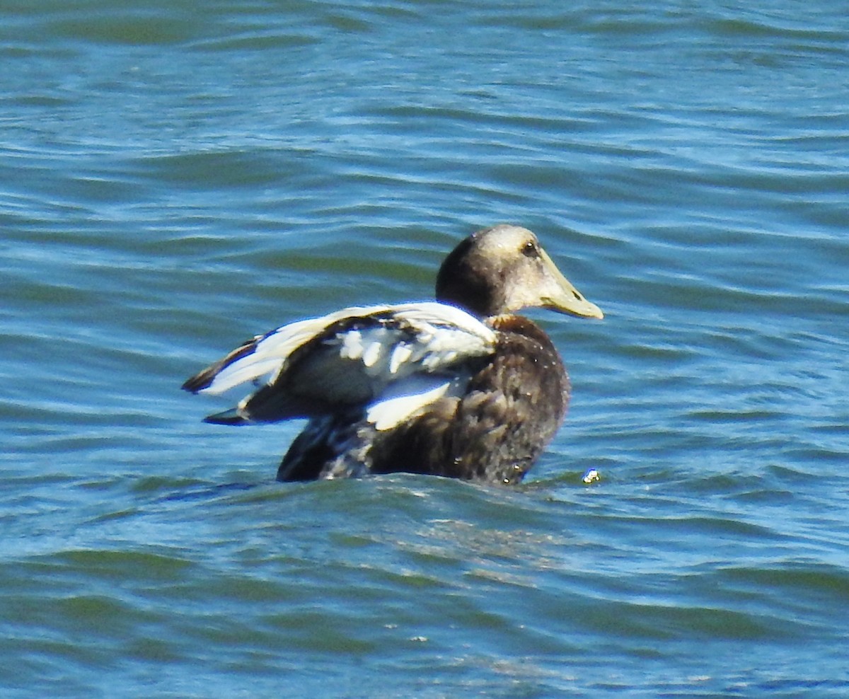 Common Eider - ML69697961