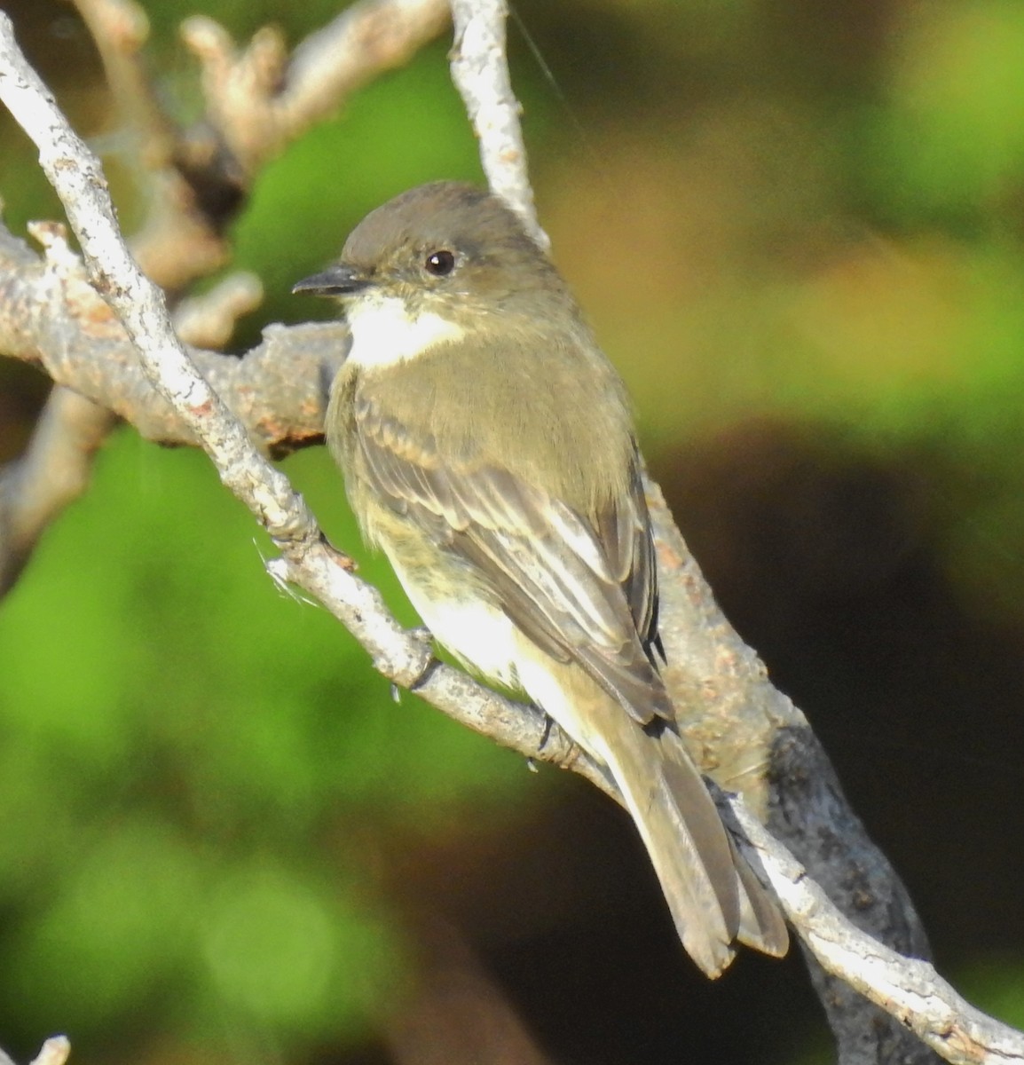 Eastern Phoebe - ML69698171