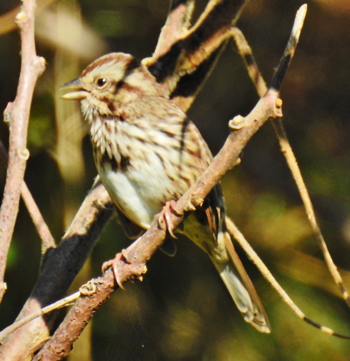 Song Sparrow - ML69698411