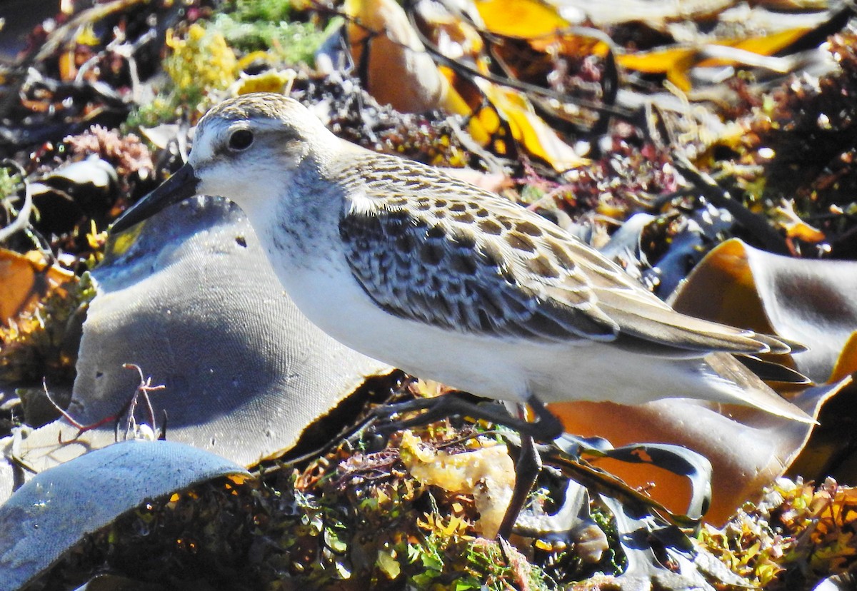 Semipalmated Sandpiper - ML69698841