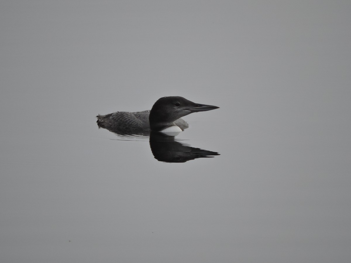 Common Loon - ML69700091