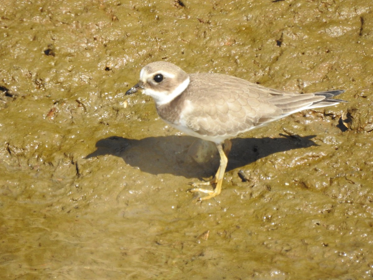 Common Ringed Plover - ML69700931