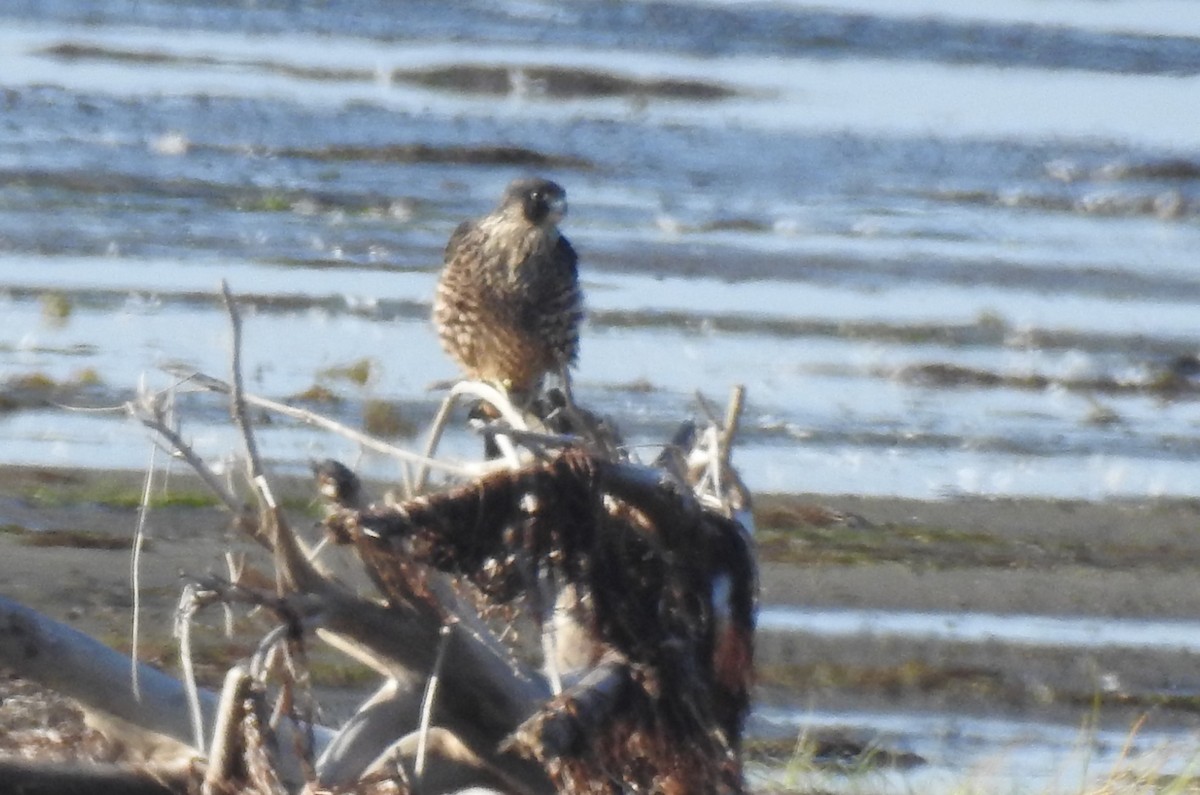 Peregrine Falcon - ML69701211