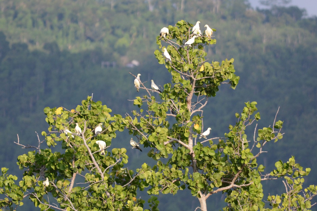 Pied Imperial-Pigeon - ML69702011