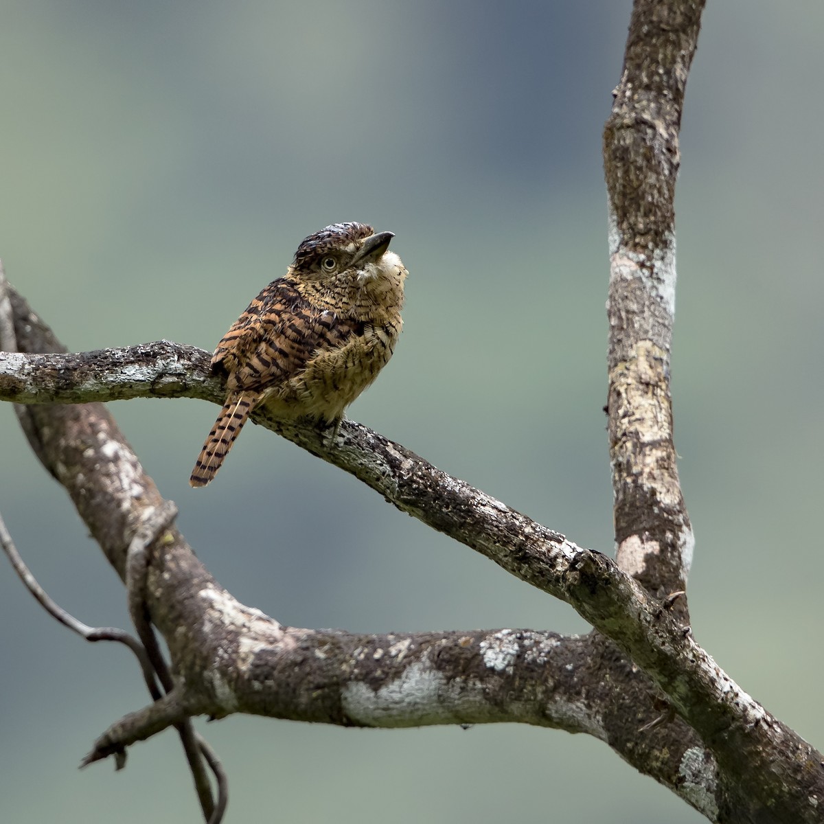 Barred Puffbird - ML69702021