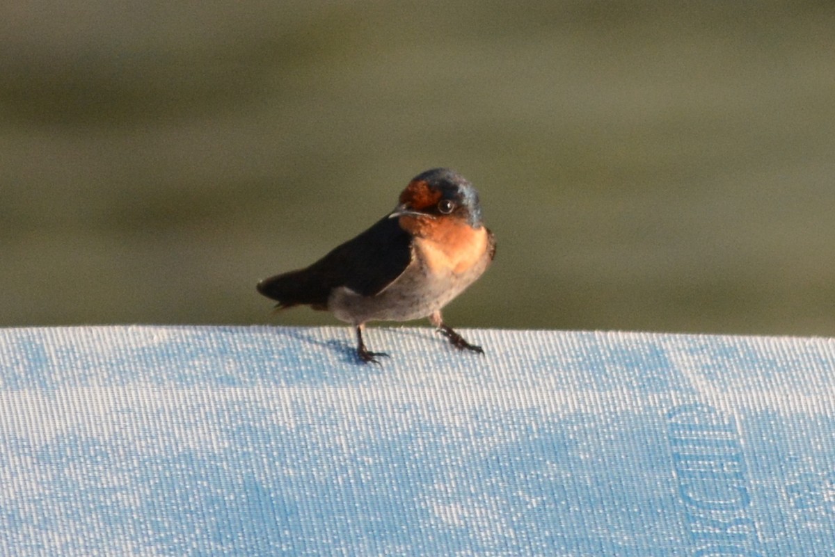 Pacific Swallow - ML69702051