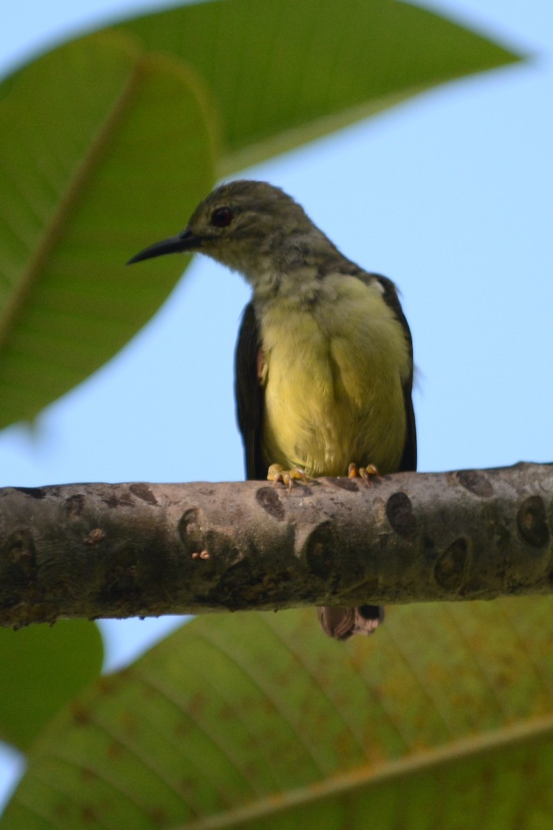 Brown-throated Sunbird - ML69702131