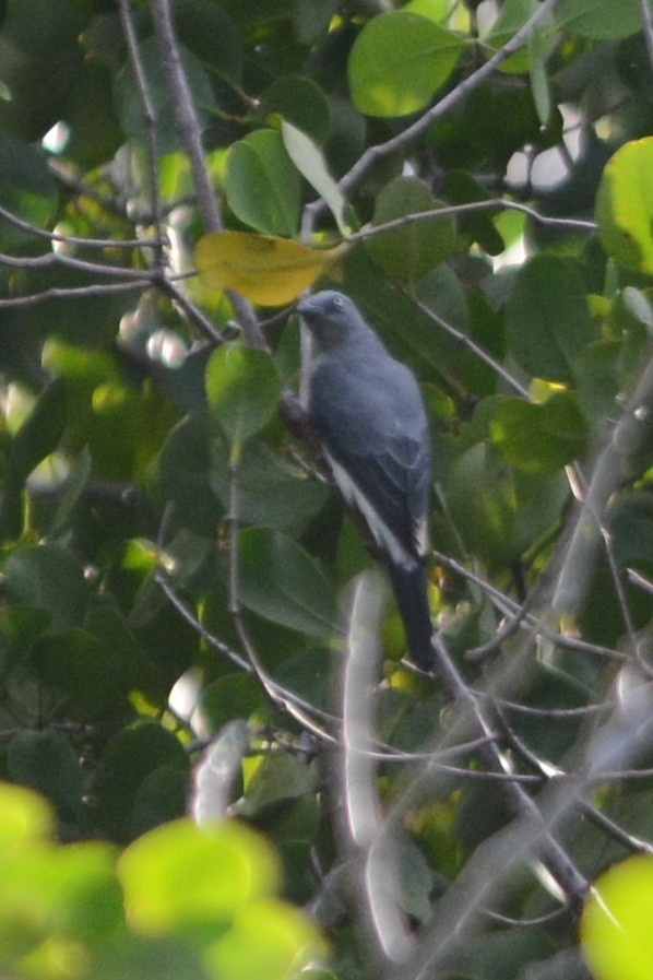 White-rumped Cuckooshrike - ML69702161