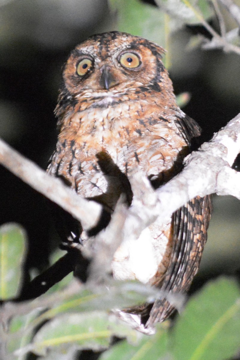 Moluccan Scops-Owl - ML69703081