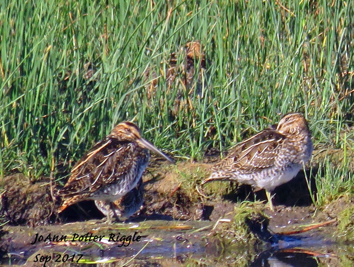 Wilson's Snipe - JoAnn Potter Riggle 🦤