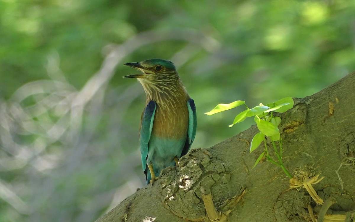 Indian Roller - ML69703731