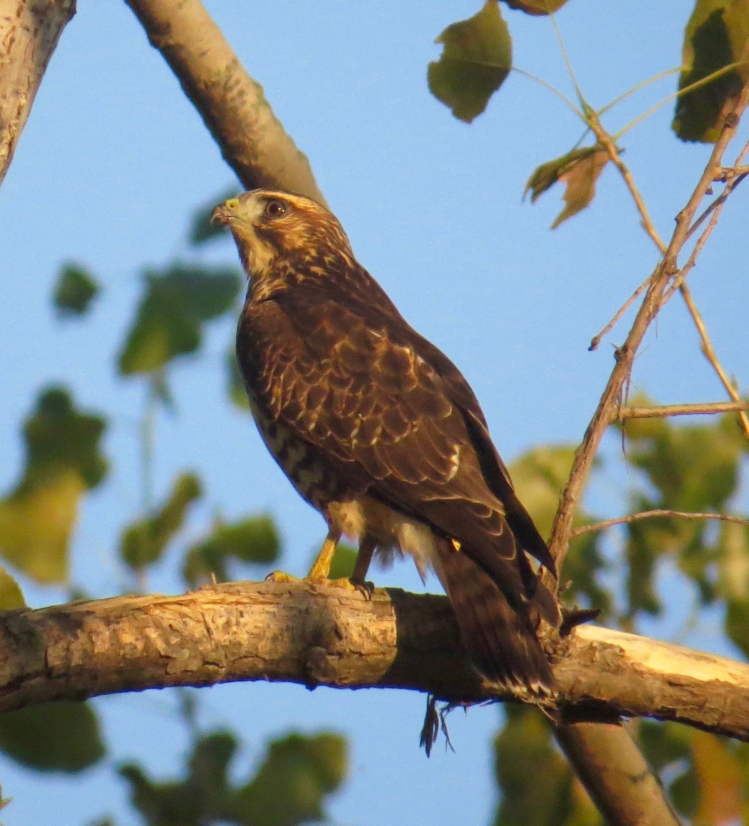 Broad-winged Hawk - ML69703991