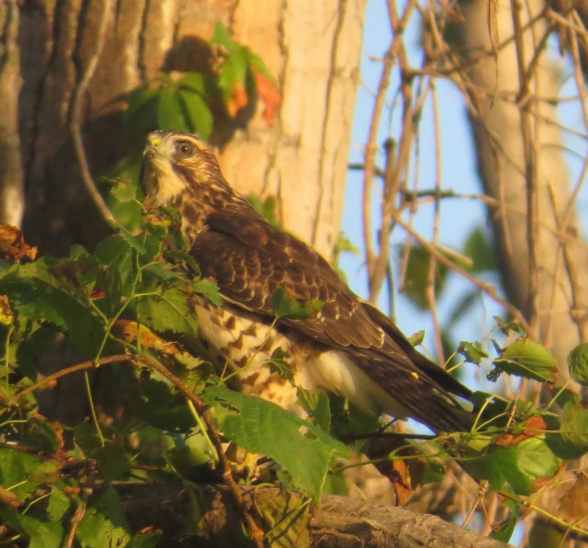 Broad-winged Hawk - ML69704011