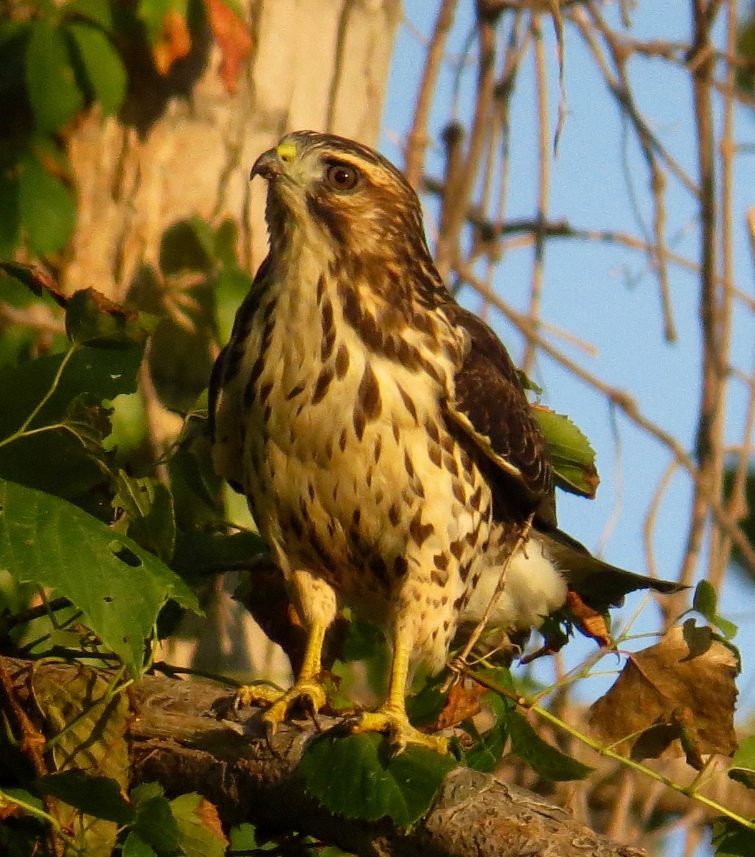 Broad-winged Hawk - ML69704041