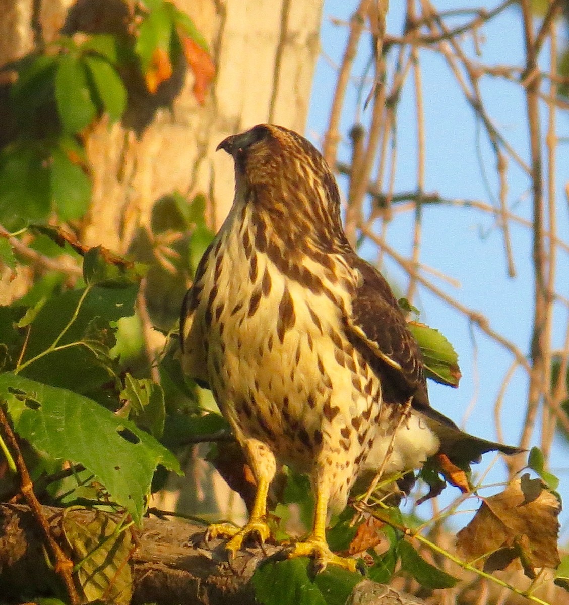 Broad-winged Hawk - ML69704091