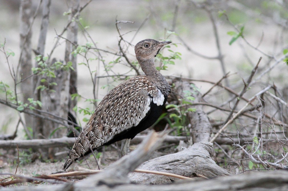 Red-crested Bustard - ML69704201