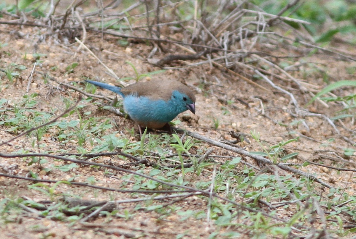 Southern Cordonbleu - John Martin