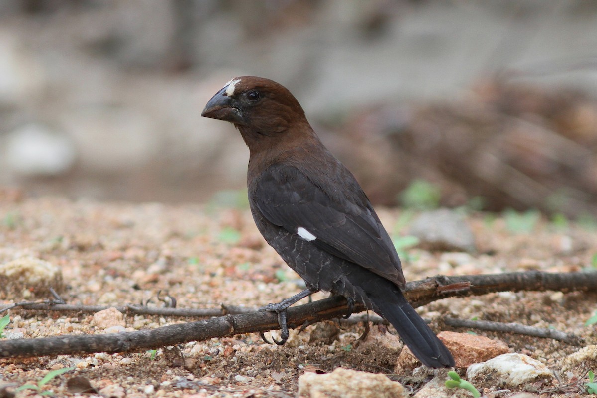 Grosbeak Weaver - John Martin