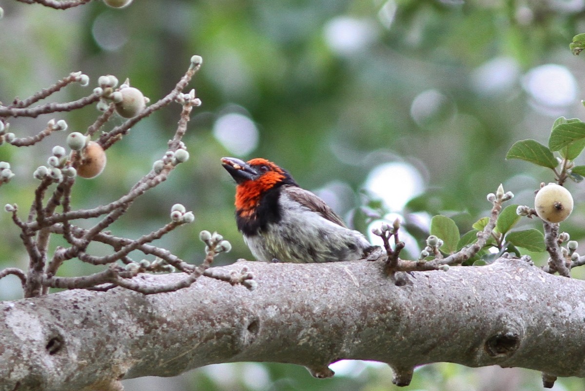 Black-collared Barbet - ML69704741